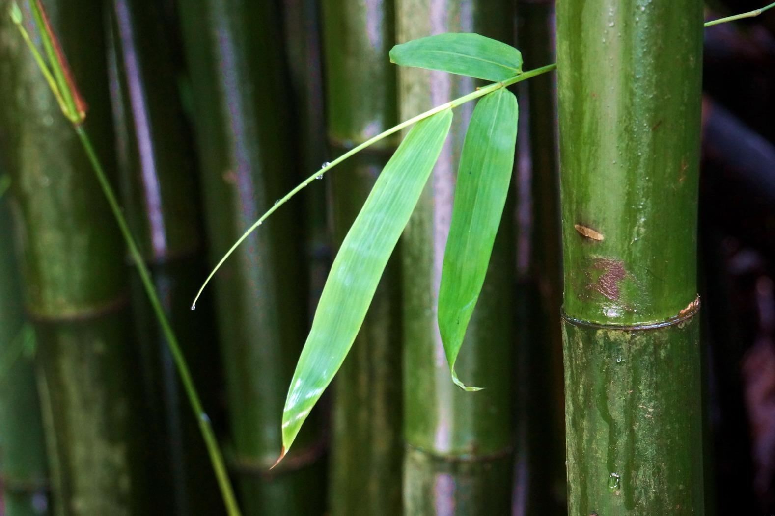 1623811495297650.jpg 1623811495297650.jpg