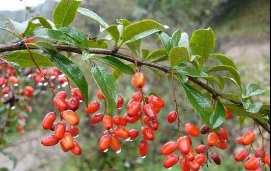 1635756049139870.jpg 1635756049139870.jpg