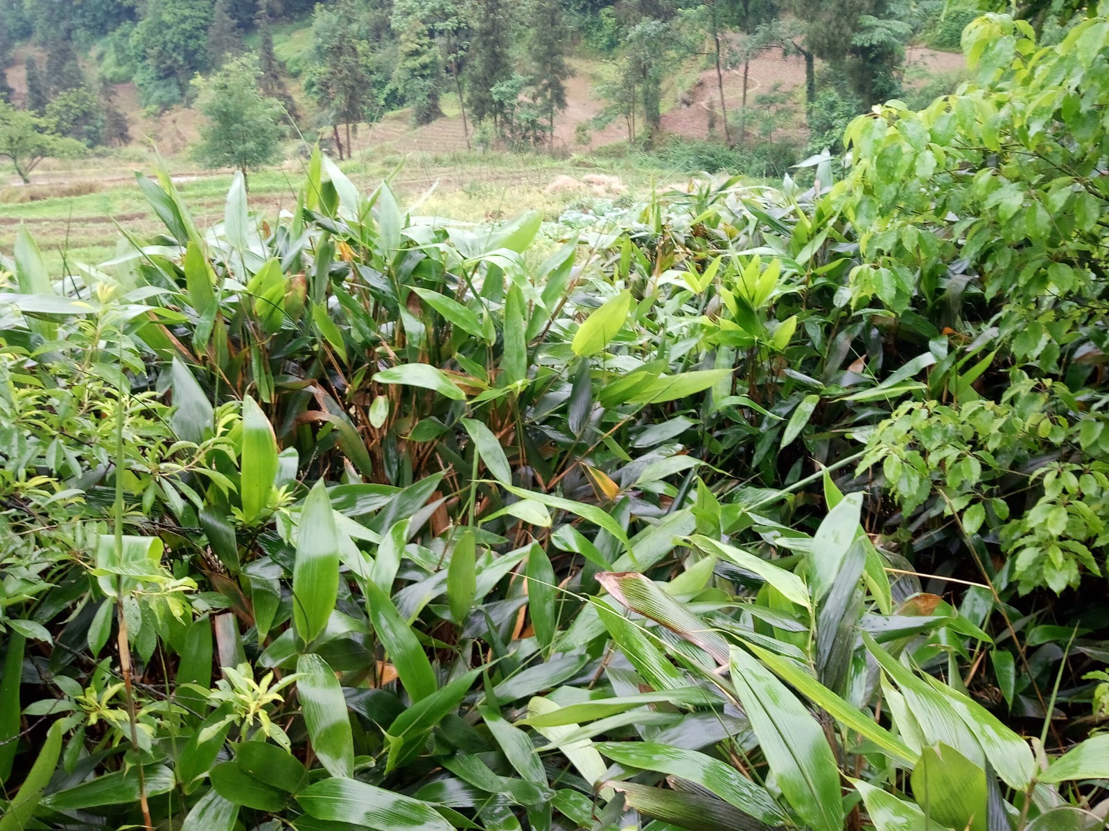 粽情时光粽叶里的食疗学问